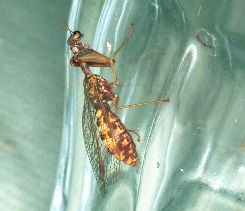 Mantispa_styriaca_F2204_Z_88_Les Gris_Frankrijk.jpg